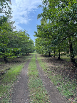 Agricultural Land for Sale in Dahanu, Palghar