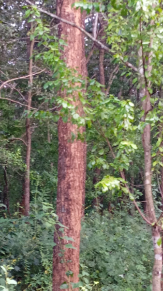  100 Sq. Yards Agricultural/Farm Land for Sale in Devarapalli, Visakhapatnam