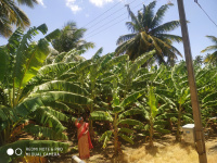  Agricultural Land for Sale in Chinnamanur, Theni