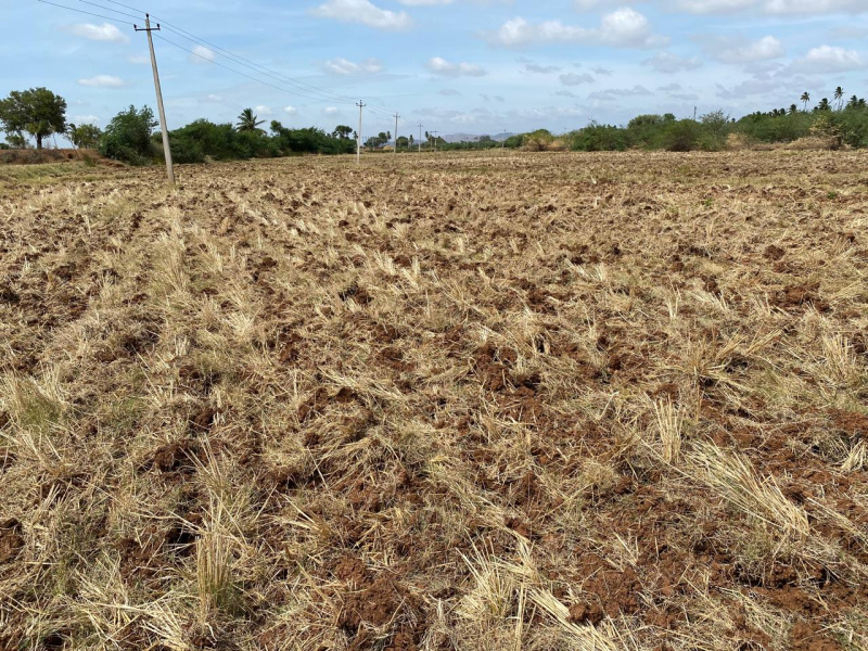  9 Acre Agricultural/Farm Land for Sale in Kampli, Bellary