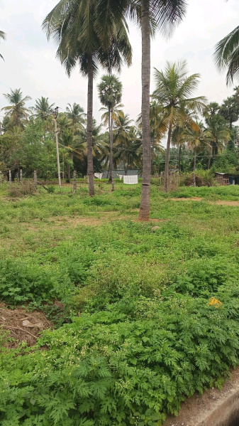  1670 Sq.ft. Residential Plot for Sale in Gorimedu, Salem