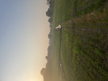  Agricultural Land for Rent in Bambala, Jaipur