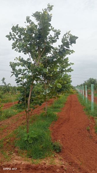  9600 Sq.ft. Residential Plot for Sale in Acharapakkam, Chengalpattu