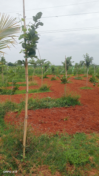  9600 Sq.ft. Residential Plot for Sale in Acharapakkam, Chengalpattu