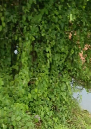  19 Guntha Agricultural/Farm Land for Sale in Ganpatipule, Ratnagiri