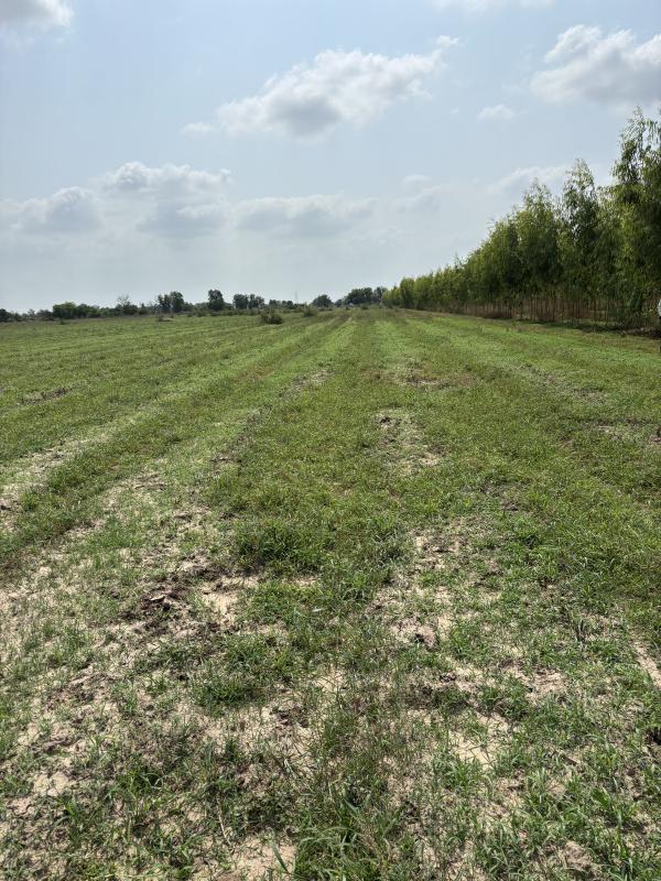  118 Bigha Agricultural/Farm Land for Sale in Dabhoi, Vadodara