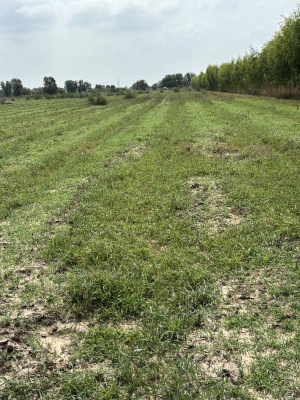  118 Bigha Agricultural/Farm Land for Sale in Dabhoi, Vadodara
