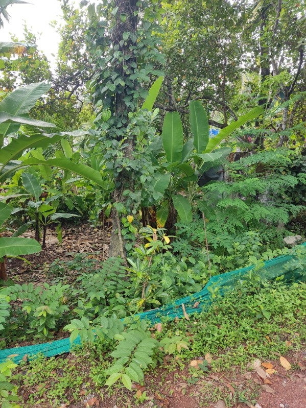  9 Cent Residential Plot for Sale in Kottiyam, Kollam