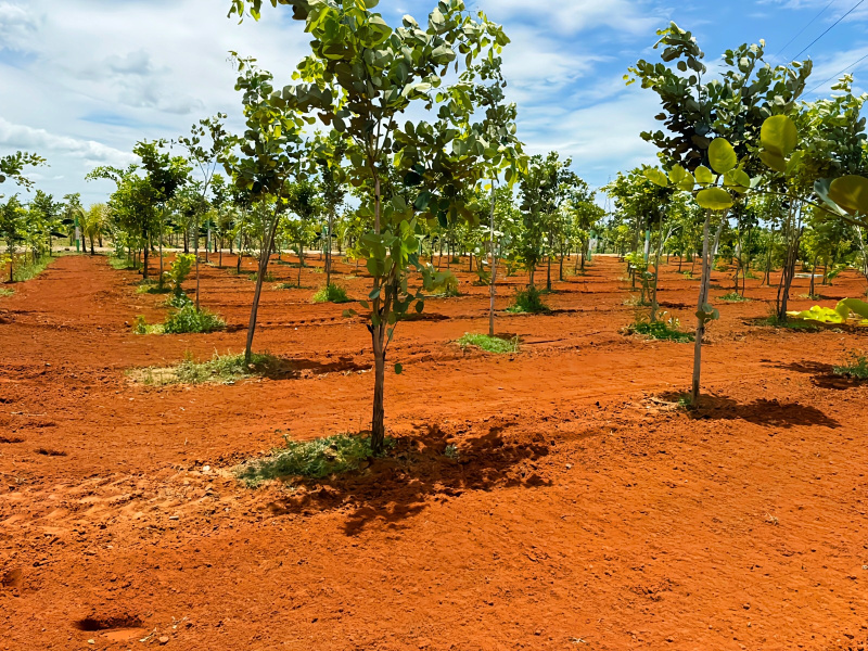  9600 Sq.ft. Agricultural/Farm Land for Sale in Maduranthakam, Chengalpattu