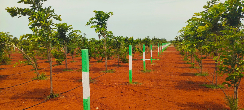  9600 Sq.ft. Agricultural/Farm Land for Sale in Maduranthakam, Chengalpattu