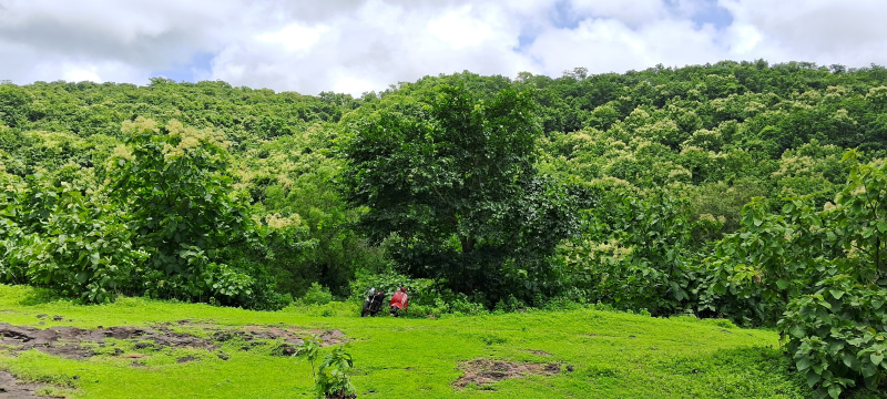  131 Acre Agricultural/Farm Land for Rent in Alibag, Raigad