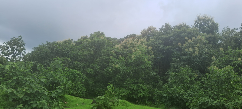  131 Acre Agricultural/Farm Land for Rent in Alibag, Raigad