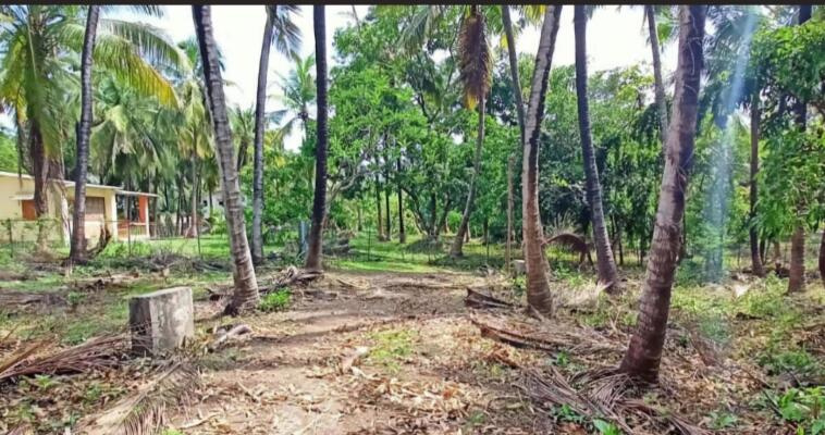  58 Guntha Residential Plot for Sale in Alibag, Raigad