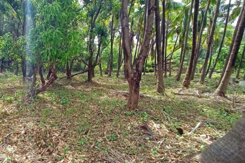  58 Guntha Residential Plot for Sale in Alibag, Raigad