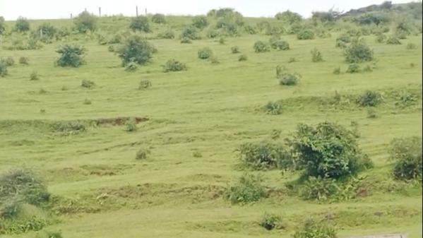  Agricultural Land 35 Acre for Sale in Igatpuri, Nashik