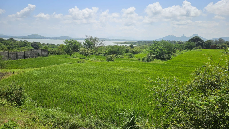  Agricultural Land 1 Acre for Sale in Wadivahre, Nashik