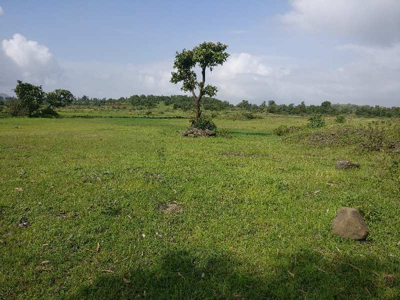  Agricultural Land 10 Acre for Sale in Igatpuri, Nashik