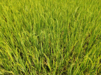  Agricultural Land for Sale in Thanthoni, Karur