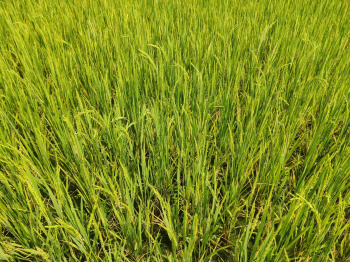  Agricultural Land for Sale in Thanthoni, Karur