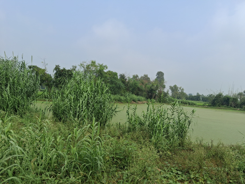  4 Bigha Agricultural/Farm Land for Rent in Haidergarh, Barabanki