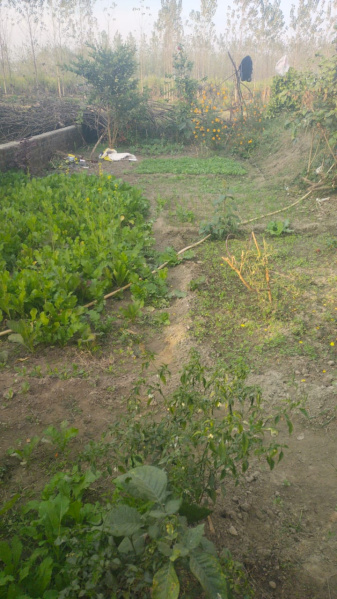  938 Sq.ft. Residential Plot for Sale in Nagla, Udham Singh Nagar