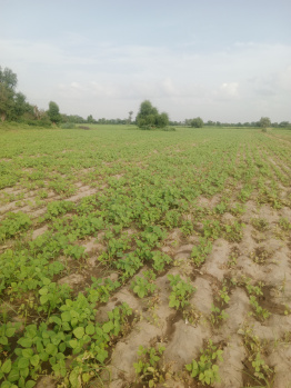  Agricultural Land for Sale in Degana, Nagaur