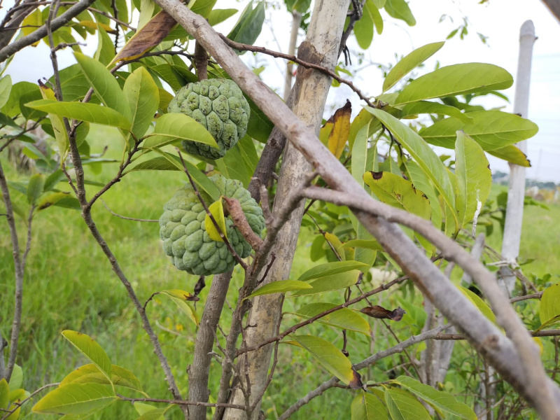  9600 Sq.ft. Agricultural/Farm Land for Sale in Walajabad, Chennai