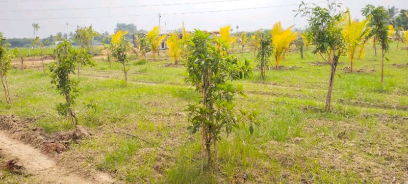  9600 Sq.ft. Agricultural/Farm Land for Sale in Walajabad, Chennai
