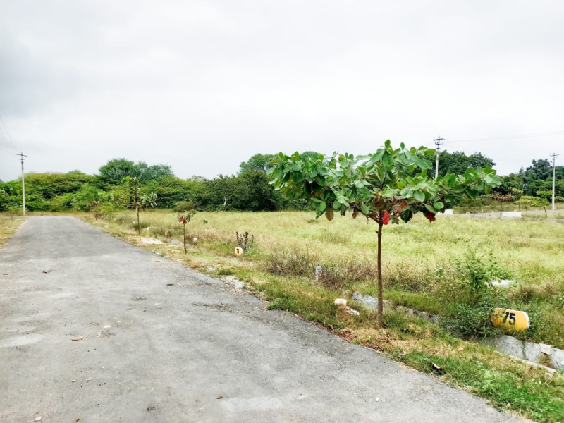  1200 Sq.ft. Residential Plot for Sale in Bagepalli, ChikBallapur