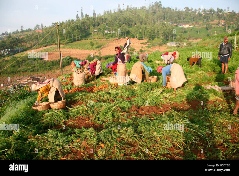  1 Acre Agricultural/Farm Land for Rent in Thuneri, Ooty