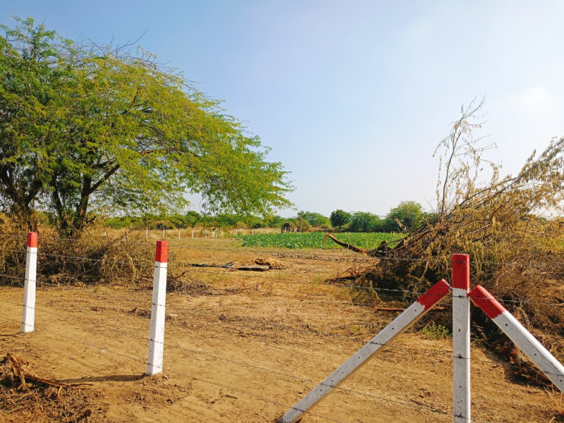  6 Bigha Agricultural/Farm Land for Sale in Sheoganj, Sirohi