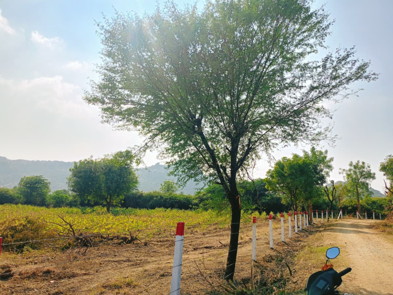 6 Bigha Agricultural/Farm Land for Sale in Sheoganj, Sirohi