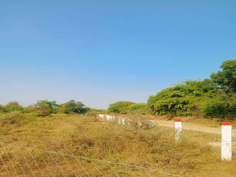  6 Bigha Agricultural/Farm Land for Sale in Sumerpur Pali