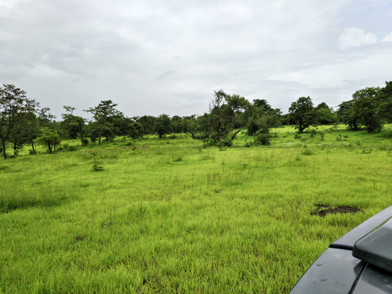  177 Guntha Agricultural/Farm Land for Sale in Mangaon, Raigad