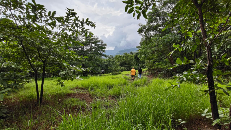  7 Acre Agricultural/Farm Land for Sale in Mangaon, Raigad