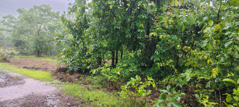  7 Acre Agricultural/Farm Land for Sale in Mangaon, Raigad