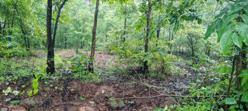  3 Acre Agricultural/Farm Land for Sale in Mangaon, Raigad