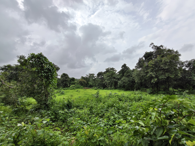  19 Guntha Agricultural/Farm Land for Sale in Mangaon, Raigad