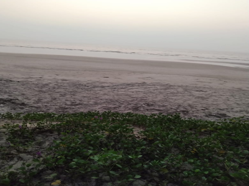  39 Guntha Agricultural/Farm Land for Sale in Bhatkal, Uttara Kannada