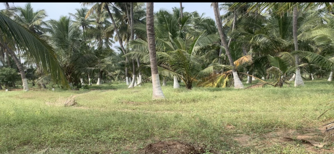  3 Acre Agricultural/Farm Land for Sale in Sengalipalayam, Coimbatore