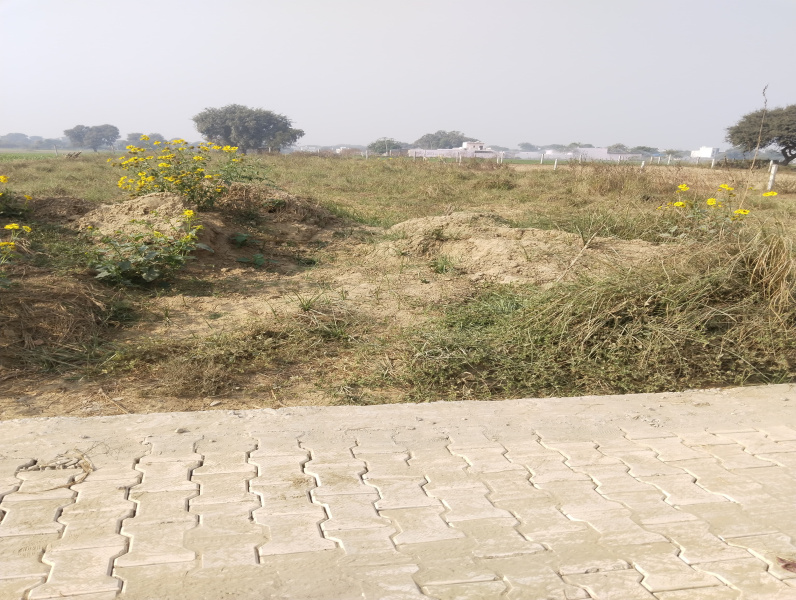  1784 Sq. Yards Agricultural/Farm Land for Sale in Sultanpur, Gurgaon