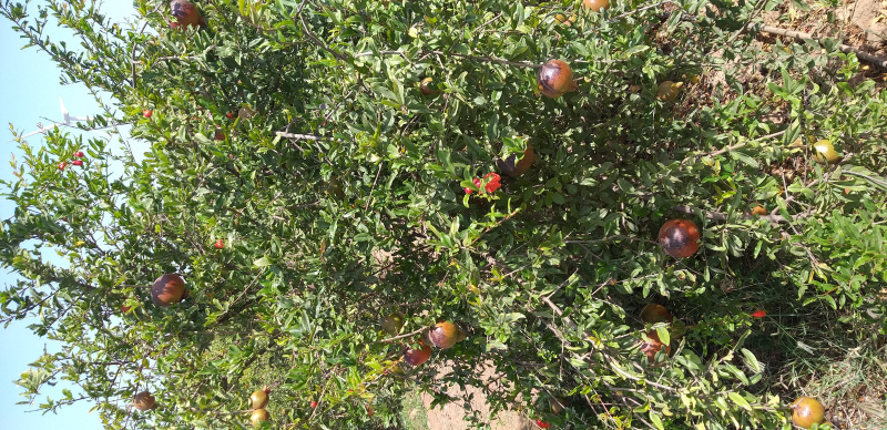  10 Acre Agricultural/Farm Land for Sale in Mandvi, Kutch