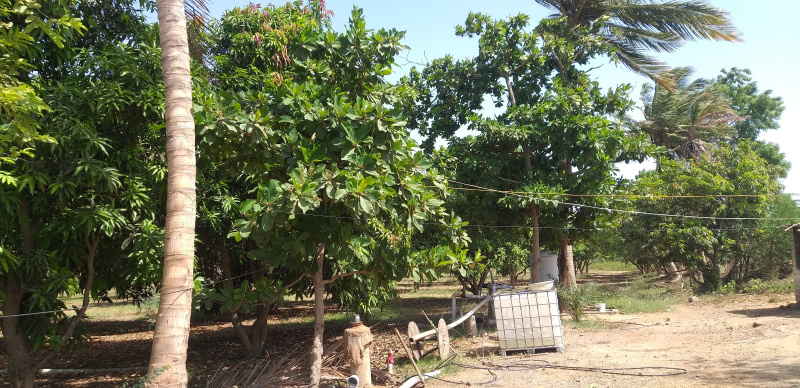  10 Acre Agricultural/Farm Land for Sale in Mandvi, Kutch