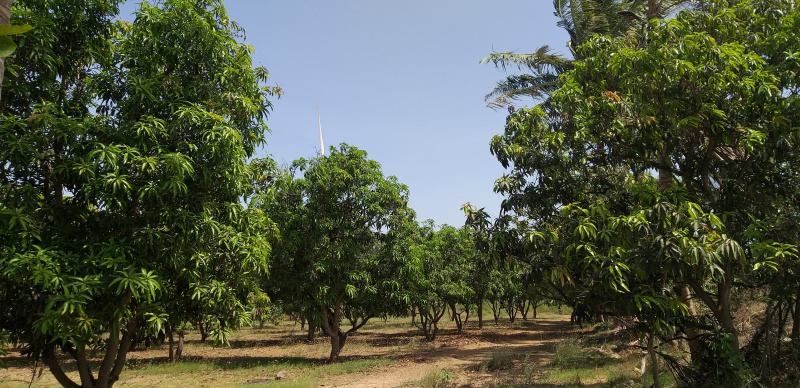  10 Acre Agricultural/Farm Land for Sale in Mandvi, Kutch