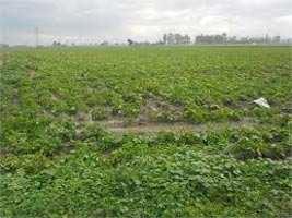  Agricultural Land for Sale in Dasua, Hoshiarpur