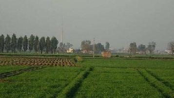  Agricultural Land for Sale in Garha, Jalandhar