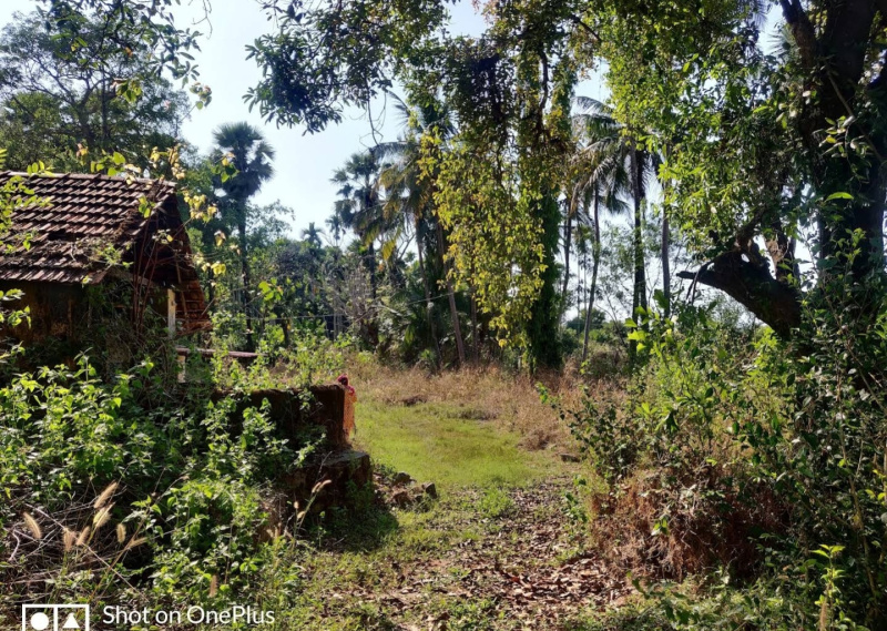  24 Ares Agricultural/Farm Land for Sale in Padubidre, Udupi
