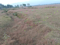  Residential Plot for Sale in Naxalbari, Darjeeling