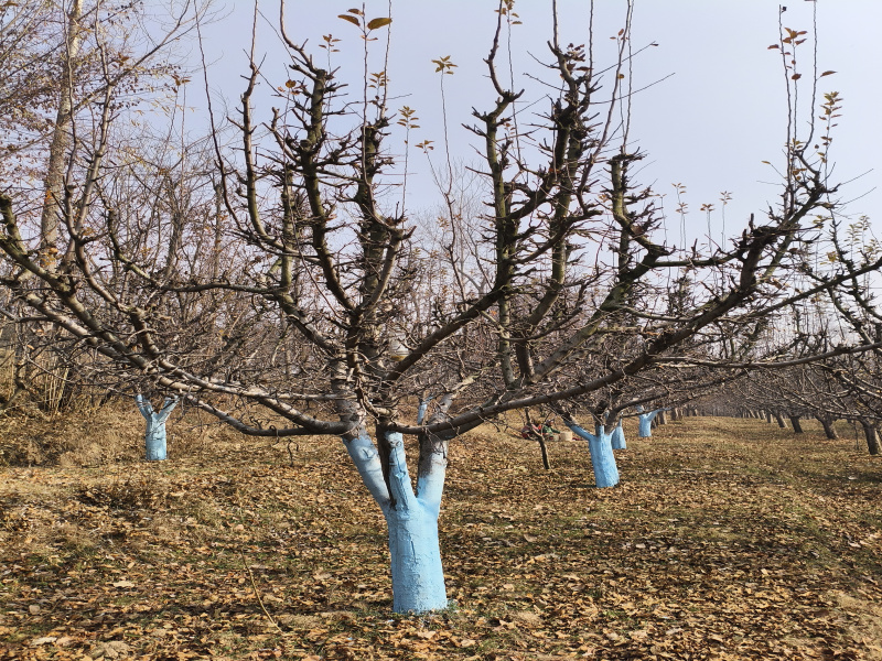  120 Marla Agricultural/Farm Land for Sale in Achabal, Anantnag