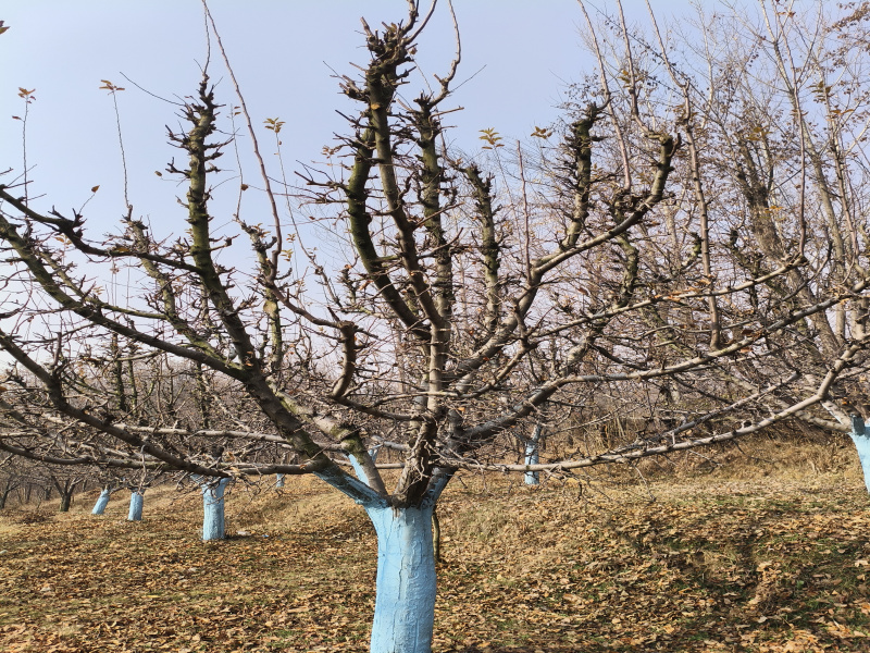  120 Marla Agricultural/Farm Land for Sale in Achabal, Anantnag